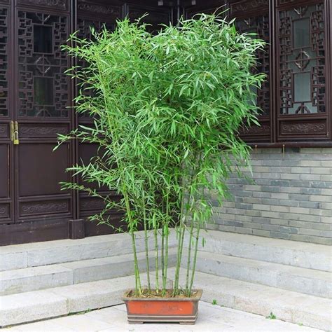 火牛年 家里可以种竹子吗